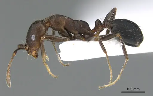 Monomorium abeillei specimen