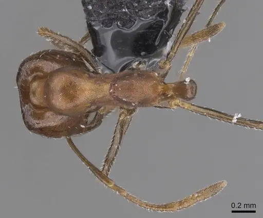 Monomorium acutinode specimen