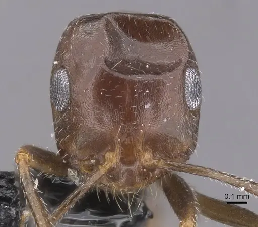 Monomorium acutinode specimen