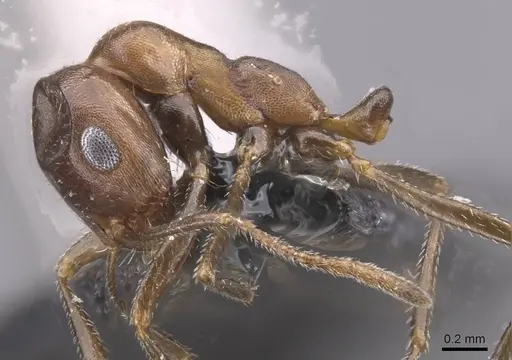 Monomorium acutinode specimen