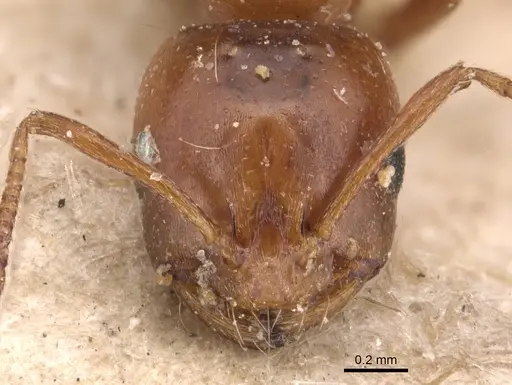 Monomorium advena specimen