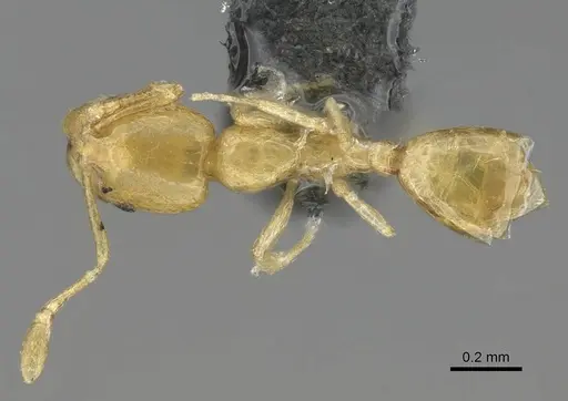 Monomorium aeyade specimen