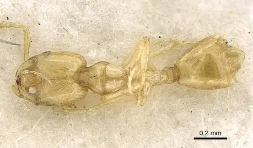 Monomorium aeyade specimen