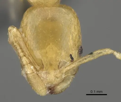 Monomorium aeyade specimen