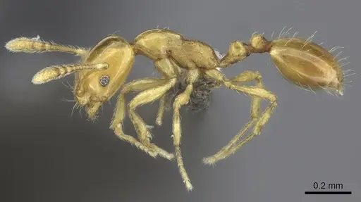 Monomorium affabile specimen