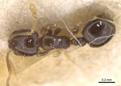 Monomorium affabile - CASENT0913548
