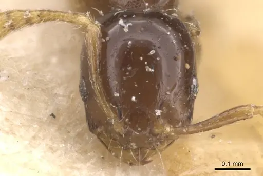 Monomorium affabile - CASENT0913548