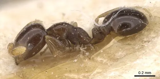 Monomorium affabile - CASENT0913548