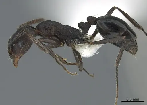 Monomorium afrum specimen