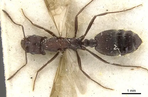 Monomorium afrum - CASENT0902191