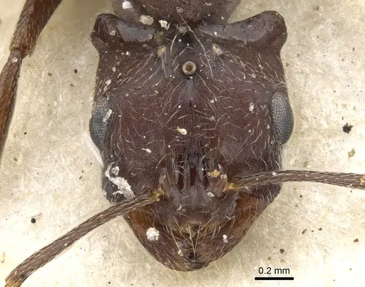 Monomorium afrum - CASENT0902191