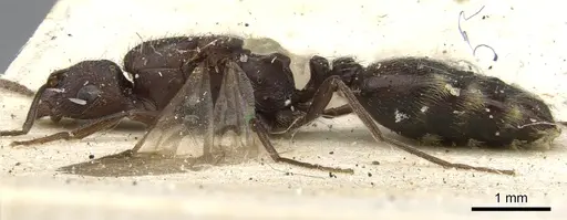 Monomorium afrum - CASENT0902191