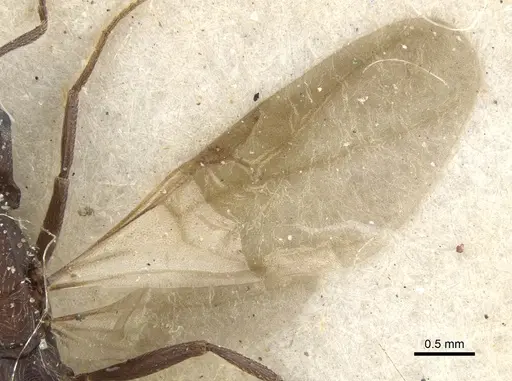 Monomorium afrum - CASENT0902191