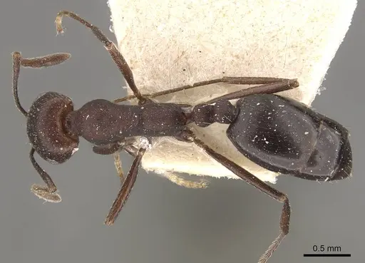 Monomorium afrum - CASENT0908723