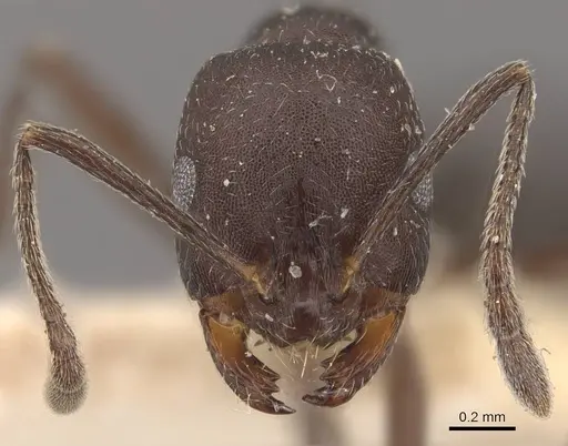 Monomorium afrum - CASENT0908723