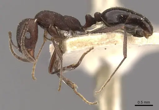Monomorium afrum - CASENT0908723