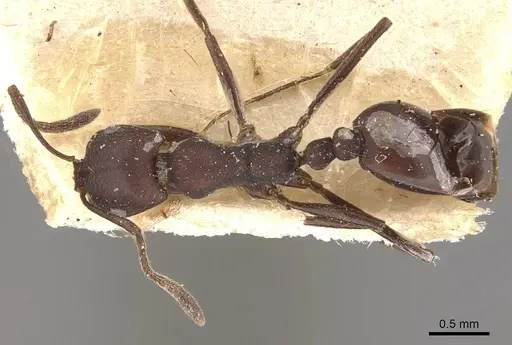 Monomorium afrum - CASENT0908724