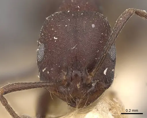 Monomorium afrum - CASENT0908724