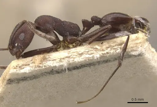 Monomorium afrum - CASENT0908724