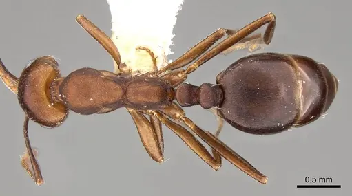 Monomorium afrum - CASENT0914160