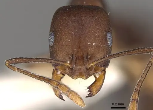Monomorium afrum - CASENT0914160