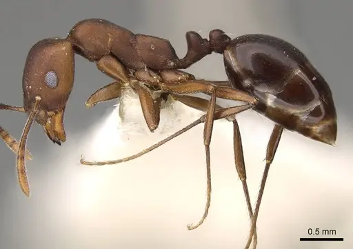 Monomorium afrum - CASENT0914160