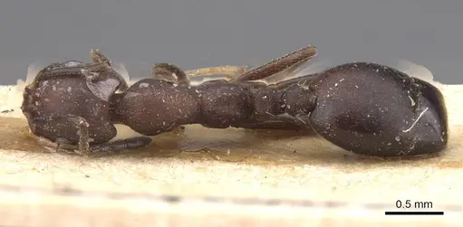 Monomorium afrum - CASENT0915412