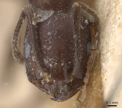 Monomorium afrum - CASENT0915412