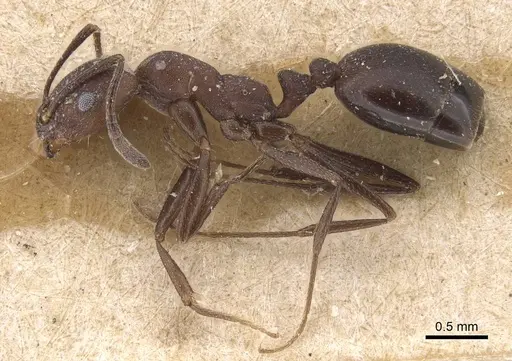 Monomorium afrum - CASENT0915412