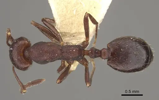Monomorium afrum - CASENT0916998