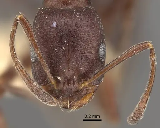 Monomorium afrum - CASENT0916998
