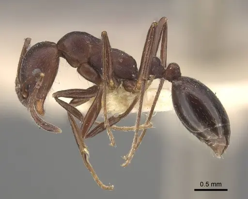Monomorium afrum - CASENT0916998