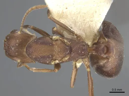 Monomorium afrum - CASENT0916999