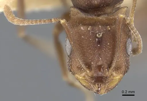 Monomorium afrum - CASENT0916999