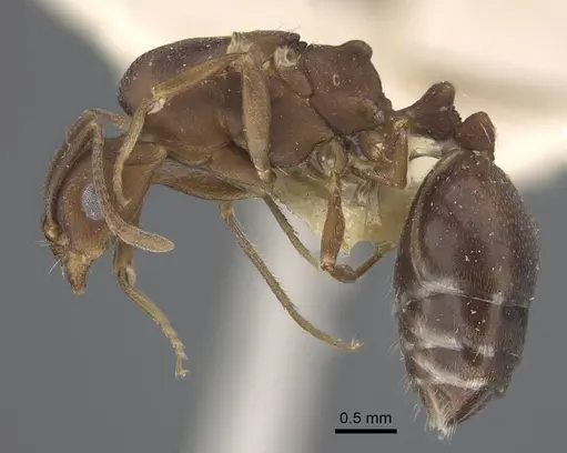 Monomorium afrum - CASENT0916999
