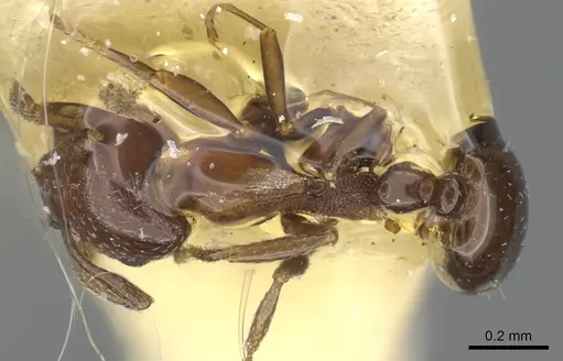 Monomorium aithoderum specimen