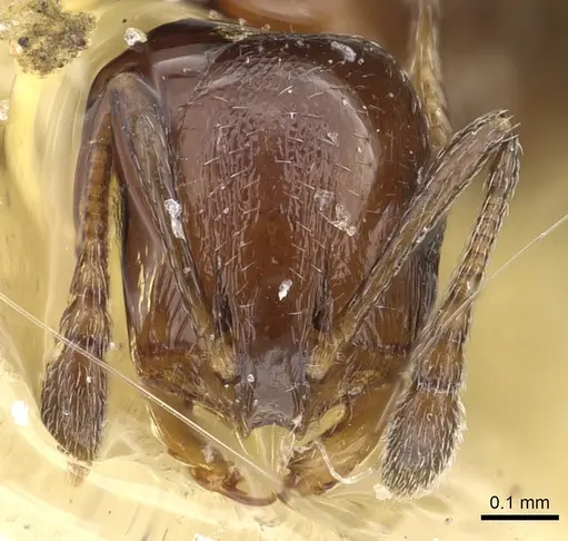 Monomorium aithoderum specimen