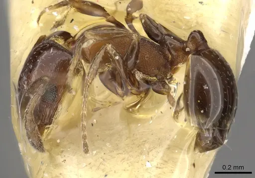 Monomorium aithoderum specimen