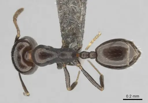 Monomorium alamarum specimen