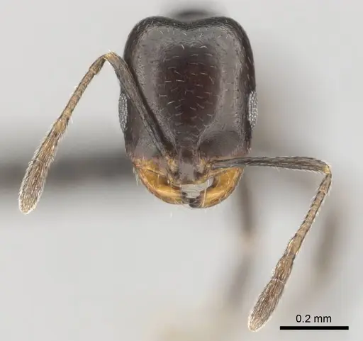 Monomorium alamarum specimen