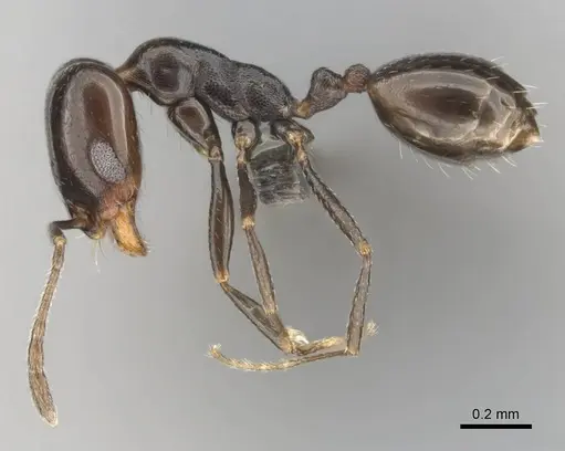 Monomorium alamarum - CASENT0814128