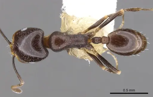 Monomorium alamarum - CASENT0902183