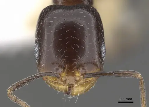 Monomorium alamarum - CASENT0902183