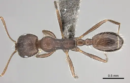 Monomorium albopilosum specimen