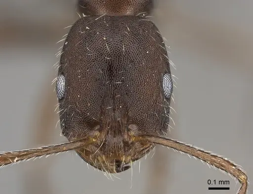 Monomorium albopilosum specimen