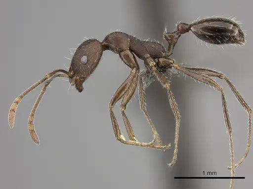 Monomorium albopilosum specimen