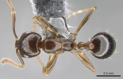 Monomorium algiricum specimen