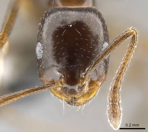 Monomorium algiricum specimen