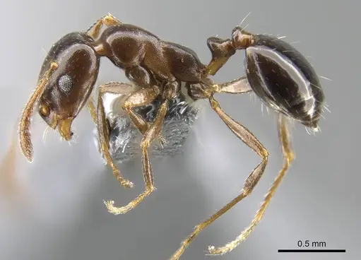 Monomorium algiricum specimen