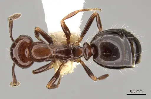 Monomorium algiricum - CASENT0914315